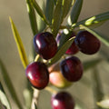 Croft Lane Koroneiki Extra Virgin Olive Oil